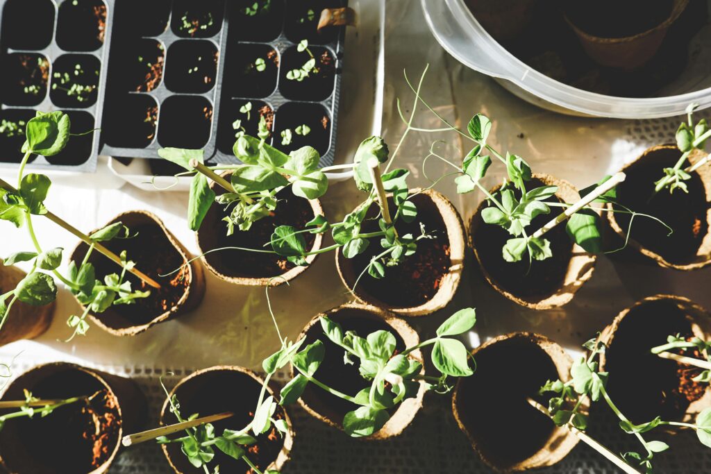 pexels-photo-1105019-1105019 Top view of various seedlings sprouting in biodegradable pots, displayed indoors.