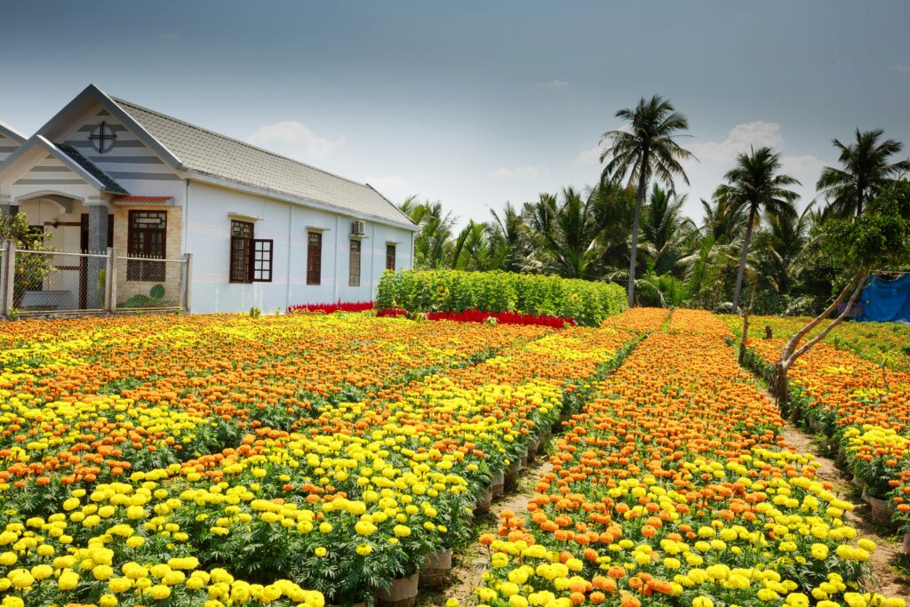 Bright marigold flower field in bloom next to a cottage surrounded by palm trees on a sunny day.