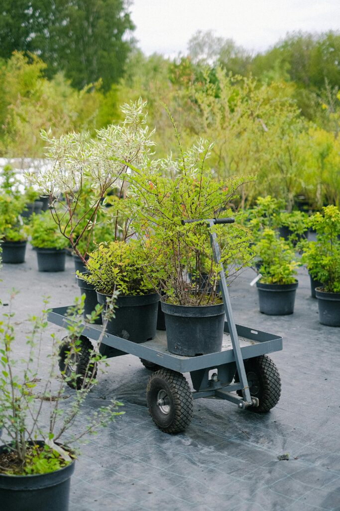 Green verdant plants placed on gardener cart in botanical garden on clear summer day